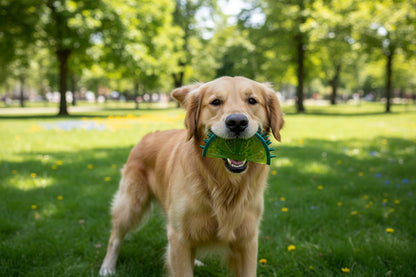 Dog Chew Toy Water Freeze Fruit for Pets